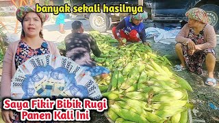 Segini Hasil Jual Jagung Yang Kami Panen [upl. by Anaj300]