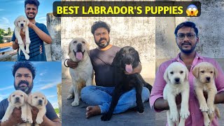 Best Labrador Dog Kennel in West Bengal  Best Labrador breeder in burdwan  Smart dog kennel [upl. by Maclay]