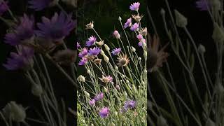 Blooming everlasting plant immortelle Xeranthemum annuum shorts [upl. by Marmawke296]