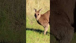 A kangaroo dropped in for breakfast 🦘 wildlife nature kangaroo [upl. by Hannibal547]