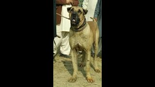 Bully Kutta Champion Lahori [upl. by Adnauqal]