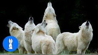 Wolf Packs Howling Compilation [upl. by Casia]