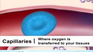 Types of Blood Vessels [upl. by Tahmosh]