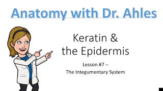 Lesson 7  Keratin amp the Epidermis [upl. by Sonya]