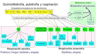 Metabolismo microbiano 06 Quimiolitotrofia [upl. by Oilerua]