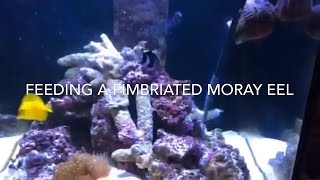 Feeding a Fimbriated moray eel Gymnothorax fimbriatus [upl. by Kara-Lynn933]