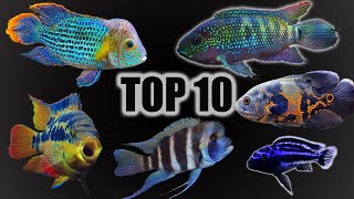 Top 10 Cichlid Tank Setups amp Stocking Ideas [upl. by Eldwon737]