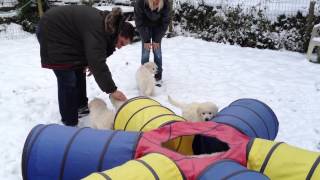 Kuvasz Welpen im Schnee [upl. by Duma]