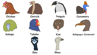 Every Flightless Birds Explained in 7 Minutes [upl. by Ecyac338]