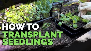 How to Transplant Seedlings My HighDensity Method [upl. by Las]