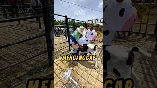 PAHLAWAN Pakai Kostum🐮🤗 videoviral baik sapi [upl. by Notyad]