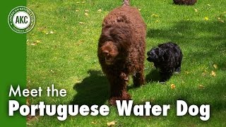 Meet the Portuguese Water Dog [upl. by Drofnats]