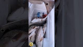 A 2 person Georgia Redfish limit redfish redfishing spottailbass reds georgiafishing [upl. by Aisyle]