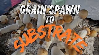 Exclusive Mushroom Grain Spawn Fruiting Tutorial [upl. by Nedle986]