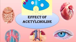 PHARMACOLOGICAL ACTION OF ACETYLCHOLINE [upl. by Aimehs]