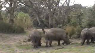 Kilimanjaro Safaris 2002 3 6 rhinoceros [upl. by Garey]