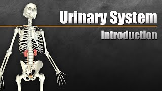 The Urinary System In 7 Minutes [upl. by Etnoid555]