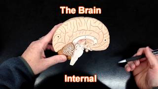 The Brain  Internal View [upl. by Scotty785]