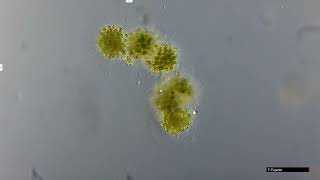 MICROCYSTIS CIANOBACTERIA [upl. by Nonnaer]