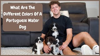 What Are The Different Colors Of A Portuguese Water Dog [upl. by Arimlede]