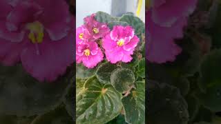 Beautiful blooms Inspiring Ideasshortsyoutubeshorts shortvideo shortsvideoshortsfeedytshort [upl. by Yvel]