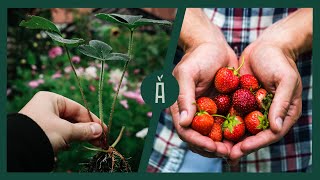 3 manieren om aardbeien te stekken in augustus I Verjongen en vermeerderen I Angelo Dorny [upl. by Oicul]