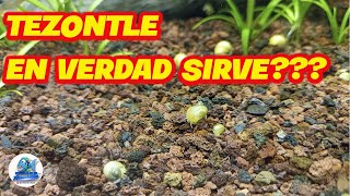 Tezontle como sustrato para Acuario Plantado [upl. by Tobias770]