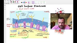 TRANSPORT ACROSS MEMBRANES Alevel Bio Simple amp facilitated diffusion osmosis amp active transport [upl. by Admama]