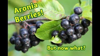 Aronia Berries Longterm Preservation and Recipes [upl. by Lorrad579]