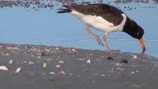 Eurasian Oystercatcher foraging [upl. by Ranite612]