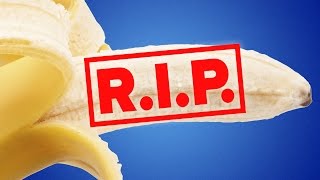 Are Bananas Going Extinct [upl. by Wight]