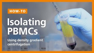 How to Isolate PBMCs from Whole Blood Using Density Gradient Centrifugation Ficoll™ or Lymphoprep™ [upl. by Enom427]