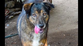 REFUGIO ANIMAL rescate de perros IBAGUÉ [upl. by Ahtennek772]