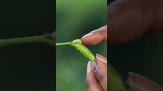 Chilli Fruit Borer control shortsytshorts [upl. by Galvin251]