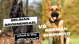 Belgian Groenendael vs German Shepherd what is the difference [upl. by Slade42]