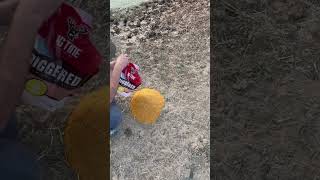 Deer attractant test [upl. by Nybor]