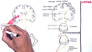 Introduction to Upper and Lower Motor Neuron Lesions [upl. by Otrebtuc]