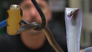 I Bought a Het Leucistic Male King Cobra for Lilith our White King Cobra [upl. by Turnbull]