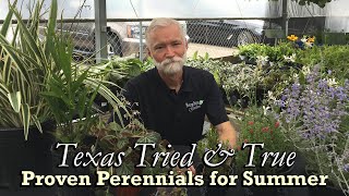 TX Tried amp True Proven Perennials for Summer Part 2 [upl. by Otti]