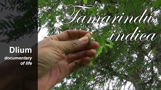 Tamarind Tamarindus indica  part 1 [upl. by Swagerty]