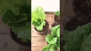 Plastic bottle craft ideas for plants Grow vegetables at home plants plasticbottle diy garden [upl. by Llehsal]