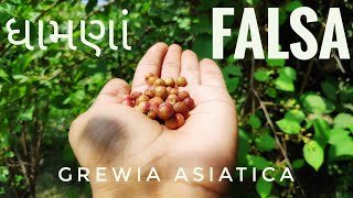 ધામણા  Falsa  Grewia Asiatica  ગામ ની મોજ [upl. by Llenel]