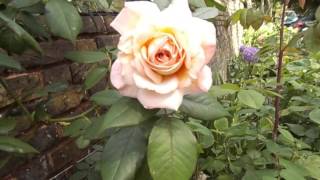 Rose A Shropshire Lad David Austin Ausled [upl. by Blatman722]