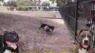 American Pit Bull Terrier Fight  100 APBT GAMEDOGS [upl. by Bentlee]