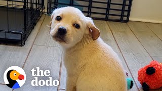 Rescue Puppy Owns Her Foster Mom  The Dodo [upl. by Turino]