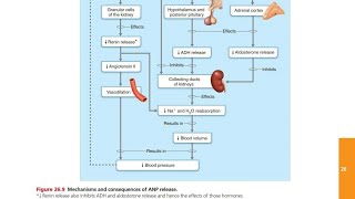 Atrial Natriuretic Peptide ANP [upl. by Gladdie]