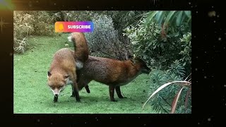 Foxes mating successfullyfoxes mating behaviorfoxes mating noiseanimal planetviralshorts🐯🦁🐱BBC [upl. by Ludewig]