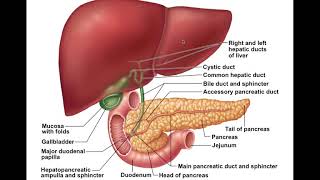 Chapter 23 Digestive System Part4 [upl. by Phionna]