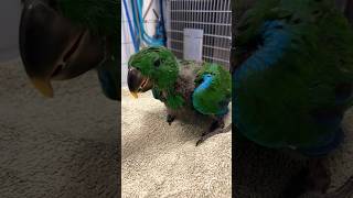 Removal of a digestive foreign body from a young eclectus parrot eclectusparrot [upl. by Loss853]