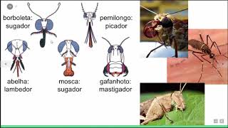 Filo Arthropoda  Aula 1  Introdução e Hexapoda [upl. by Beeck]